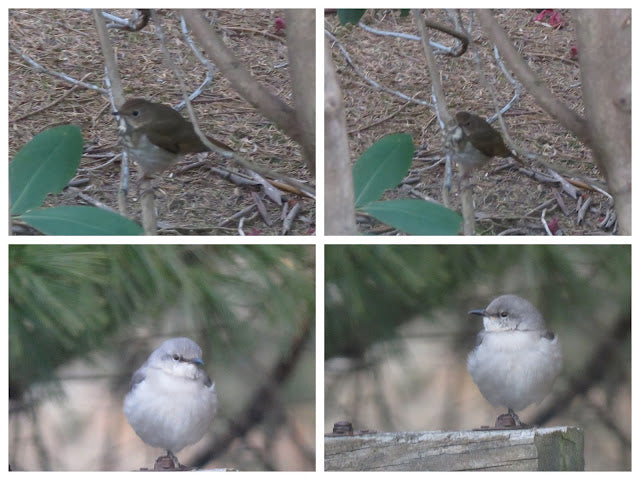 Saturday’s Critters # 423