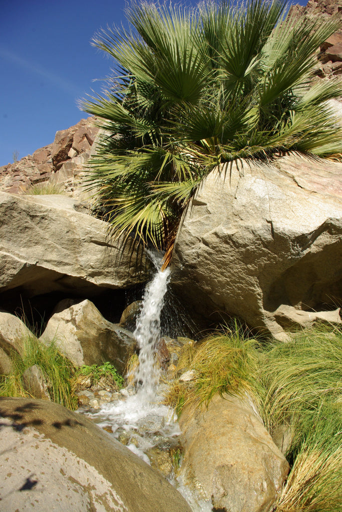 Anza-Borrego Desert State Park — Top 14 Reasons to Visit (When Time)