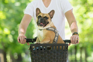 How to Take Your Dog on a Bicycle Ride