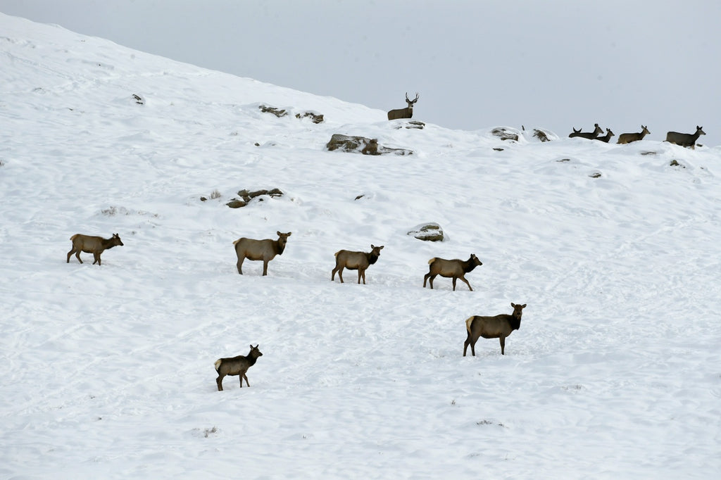 Routt County trails project could set bad precedent, wildlife advocates warn