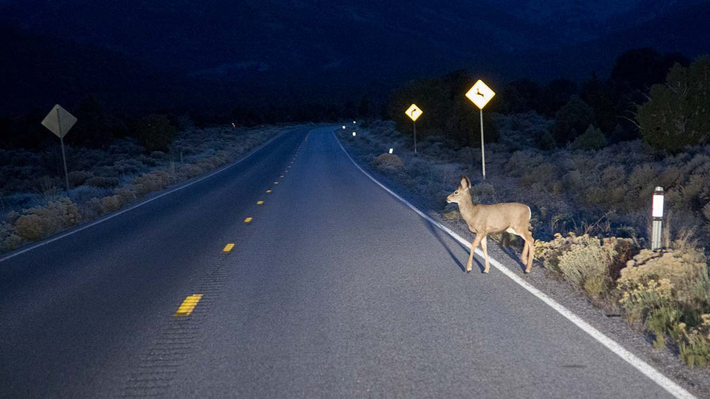 How to Avoid Collisions With Deer This Fall