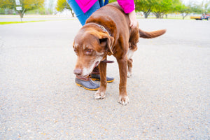 Pet-Friendly Activities in Shreveport-Bossier