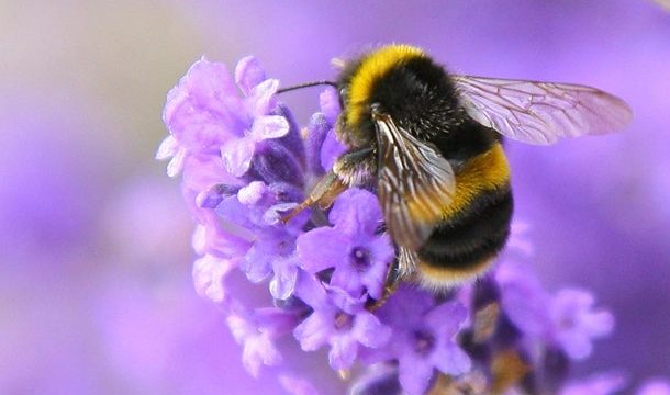 FREE gardening classes at Pike Nurseries: attracting pollinators, using tropical plants