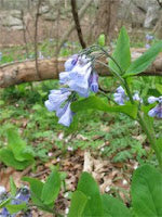 Best Spots for Viewing Virginia Bluebells