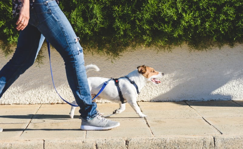 Go for a Walk