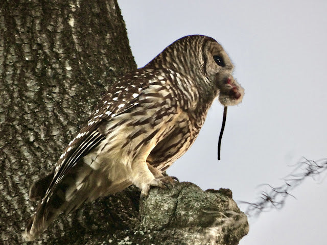 Raptors, a Road Trip and More