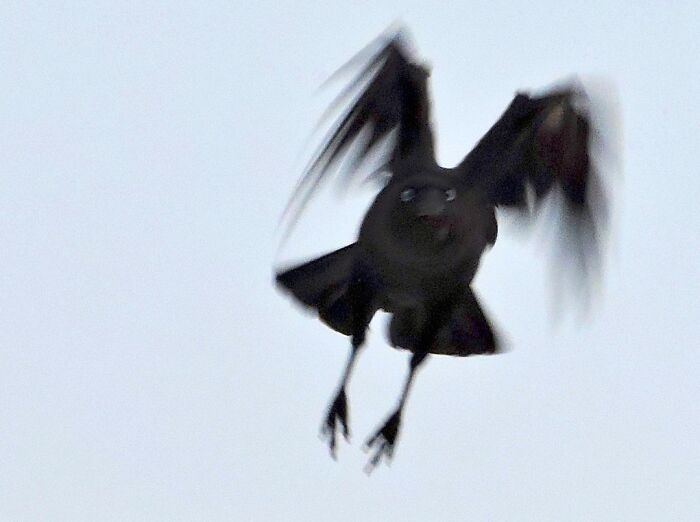 110 Bird Pics That Went Horribly Wrong But Ended Up With Hilarious Results, As Shared On This Facebook Group (New Pics)